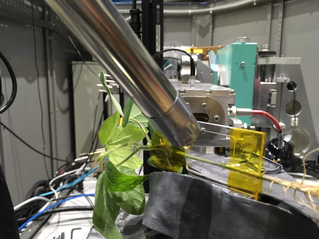 Experimento desenvolvido no Centro de Energia Nuclear na Agricultura (Cena/USP)