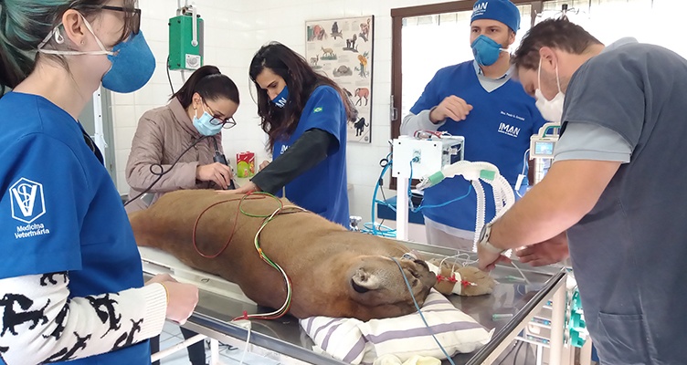 https://atualizacao.fealq.org.br/com-apoio-da-fealq-onca-parda-agata-do-zoo-de-piracicaba-passa-por-cirurgia-nos-olhos/