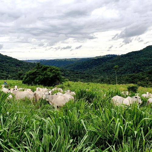 Foco-na-sustentabilidade-na-Fazenda-Figueira
