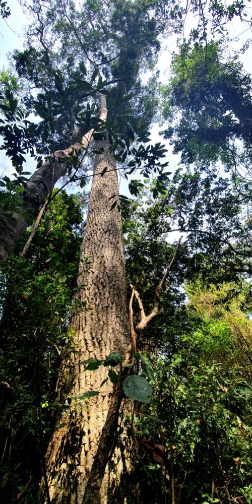 Peroba-em-área-de-reserva